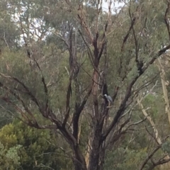 Egretta novaehollandiae at Chifley, ACT - 8 Mar 2017