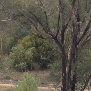 Egretta novaehollandiae at Chifley, ACT - 8 Mar 2017