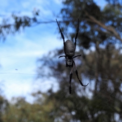 Trichonephila edulis (Golden orb weaver) at Mount Majura - 4 Mar 2017 by Qwerty