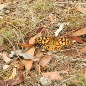 Heteronympha penelope at Hackett, ACT - 5 Mar 2017