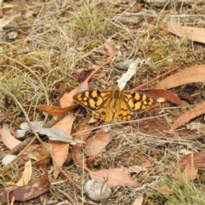 Heteronympha penelope at Hackett, ACT - 5 Mar 2017