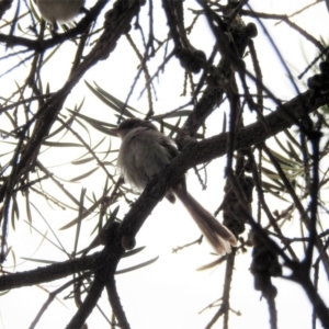 Malurus cyaneus at Acton, ACT - 25 Jan 2017