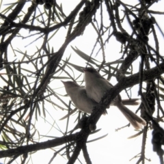 Malurus cyaneus at Acton, ACT - 25 Jan 2017