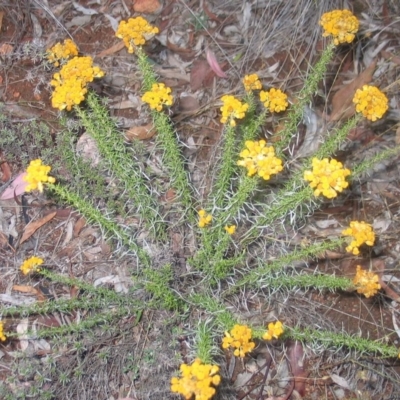 Chrysocephalum semipapposum (Clustered Everlasting) at Garran, ACT - 6 Jan 2016 by ruthkerruish