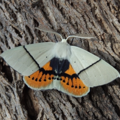 Gastrophora henricaria (Fallen-bark Looper, Beautiful Leaf Moth) at Conder, ACT - 20 Nov 2014 by MichaelBedingfield