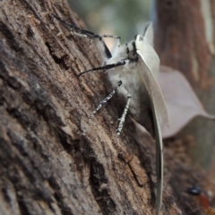 Gastrophora henricaria at Conder, ACT - 20 Nov 2014 07:45 AM