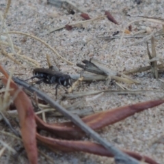 Sphecidae or Crabronidae (families) at Paddys River, ACT - 7 Mar 2017