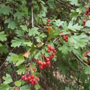 Crataegus monogyna at Isaacs, ACT - 9 Mar 2017 09:55 AM