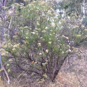 Cassinia longifolia at Hughes, ACT - 8 Mar 2017 12:00 AM