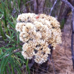 Cassinia longifolia at Hughes, ACT - 8 Mar 2017 12:00 AM