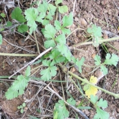 Erodium crinitum at Hughes, ACT - 9 Oct 2016 12:00 AM