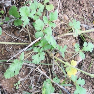 Erodium crinitum at Hughes, ACT - 9 Oct 2016