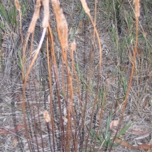 Plantago lanceolata at Hughes, ACT - 7 Jan 2016