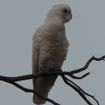 Cacatua sanguinea (Little Corella) at Tennent, ACT - 10 Nov 2014 by michaelb