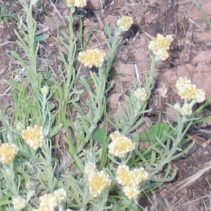 Pseudognaphalium luteoalbum at Hughes, ACT - 1 Nov 2016