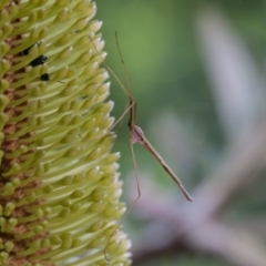 Tipulidae or Limoniidae (family) at Murrumbateman, NSW - 9 Mar 2017