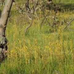 Bulbine bulbosa (Golden Lily) at Tuggeranong Hill - 18 Oct 2016 by michaelb