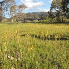 Bulbine bulbosa at Conder, ACT - 18 Oct 2016 06:39 PM