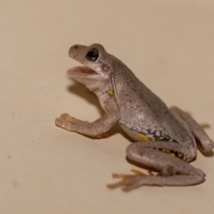 Litoria peronii (Peron's Tree Frog, Emerald Spotted Tree Frog) at Murrumbateman, NSW - 4 Mar 2017 by SallyandPeter