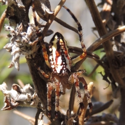 Plebs bradleyi (Enamelled spider) at Conder, ACT - 14 Jan 2017 by MichaelBedingfield