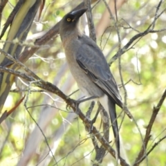 Strepera versicolor (Grey Currawong) at Mount Clear, ACT - 9 Mar 2017 by JohnBundock