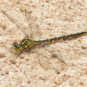 Austrogomphus guerini at Mount Clear, ACT - 9 Mar 2017