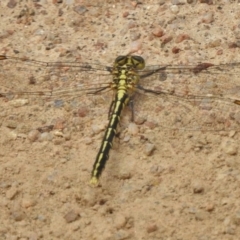 Austrogomphus guerini at Mount Clear, ACT - 9 Mar 2017