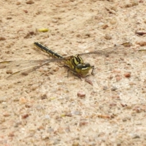 Austrogomphus guerini at Mount Clear, ACT - 9 Mar 2017