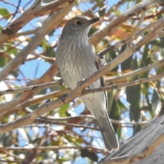 Colluricincla harmonica (Grey Shrikethrush) at Mount Clear, ACT - 9 Mar 2017 by JohnBundock