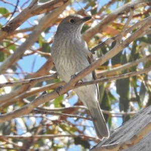 Colluricincla harmonica at Mount Clear, ACT - 9 Mar 2017