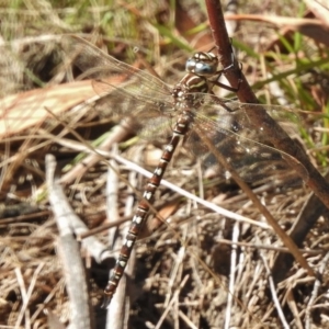 Austroaeschna unicornis at Mount Clear, ACT - 9 Mar 2017