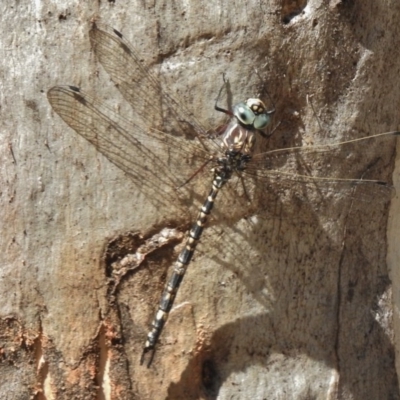 Austroaeschna parvistigma (Swamp Darner) at Mount Clear, ACT - 9 Mar 2017 by JohnBundock