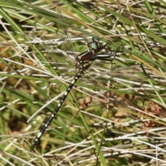 Synthemis eustalacta (Swamp Tigertail) at Mount Clear, ACT - 9 Mar 2017 by JohnBundock