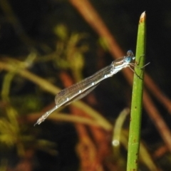 Austrolestes cingulatus (Metallic Ringtail) at Mount Clear, ACT - 9 Mar 2017 by JohnBundock