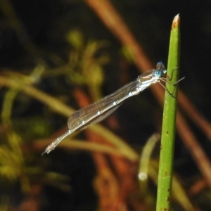 Austrolestes cingulatus at Mount Clear, ACT - 9 Mar 2017 04:32 PM