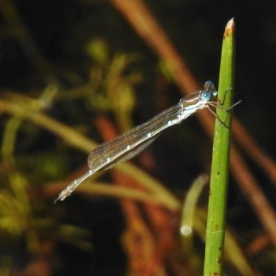 Austrolestes cingulatus (Metallic Ringtail) at Mount Clear, ACT - 9 Mar 2017 by JohnBundock