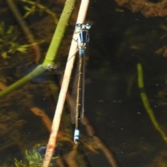 Ischnura heterosticta (Common Bluetail Damselfly) at Mount Clear, ACT - 9 Mar 2017 by JohnBundock