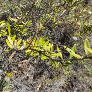 Astrotricha ledifolia at Carwoola, NSW - 10 Mar 2017 12:00 AM