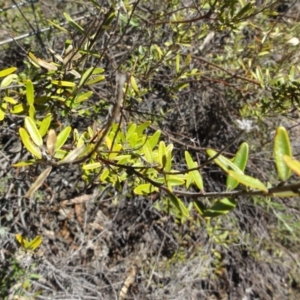 Astrotricha ledifolia at Carwoola, NSW - 10 Mar 2017