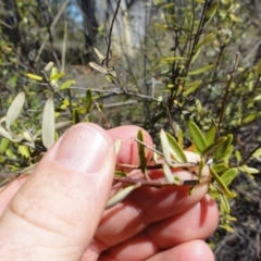 Astrotricha ledifolia at Carwoola, NSW - 10 Mar 2017 12:00 AM