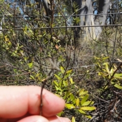 Astrotricha ledifolia at Carwoola, NSW - 10 Mar 2017 12:00 AM