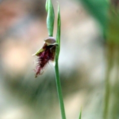 Calochilus paludosus (Strap Beard Orchid) at Kalaru, NSW - 17 Dec 2016 by MichaelMcMaster