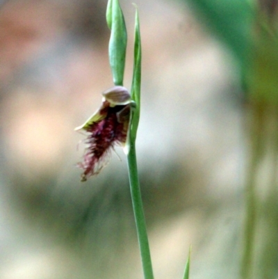 Calochilus paludosus (Strap Beard Orchid) at Kalaru, NSW - 17 Dec 2016 by MichaelMcMaster