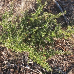 Grevillea victoriae at Garran, ACT - 5 Aug 2016 12:00 AM