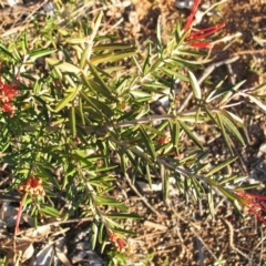 Grevillea victoriae at Garran, ACT - 5 Aug 2016