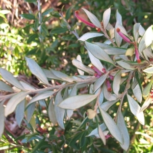 Grevillea victoriae at Garran, ACT - 5 Aug 2016 12:00 AM