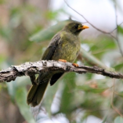 Manorina melanophrys (Bell Miner) at Kalaru, NSW - 17 Dec 2016 by MichaelMcMaster