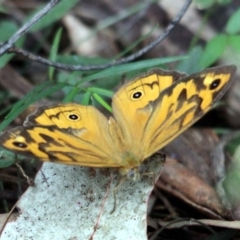 Heteronympha merope (Common Brown Butterfly) at Kalaru, NSW - 17 Dec 2016 by MichaelMcMaster