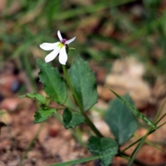 Lobelia purpurascens (White Root) at Kalaru, NSW - 16 Dec 2016 by MichaelMcMaster