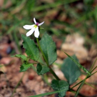 Lobelia purpurascens (White Root) at Kalaru, NSW - 16 Dec 2016 by MichaelMcMaster